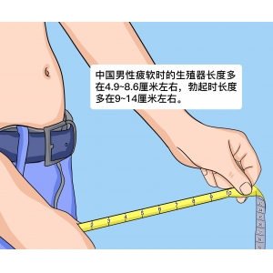 中国男性生殖器长度